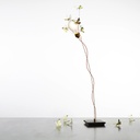 LAMPARA DE PIE FIVE BUTTERFLIES INGO MAURER.